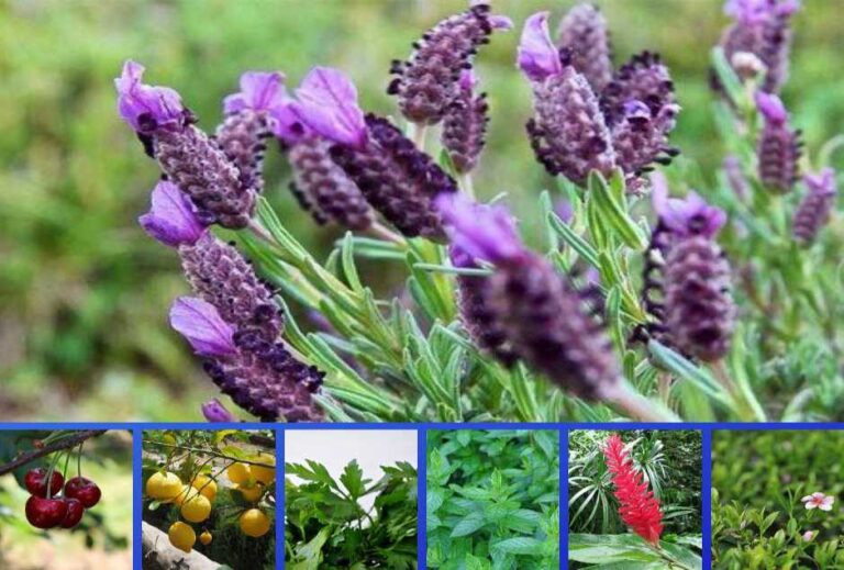 yağ yakıcı kür ile sağlıklı zayıflayın - duo diyet özel