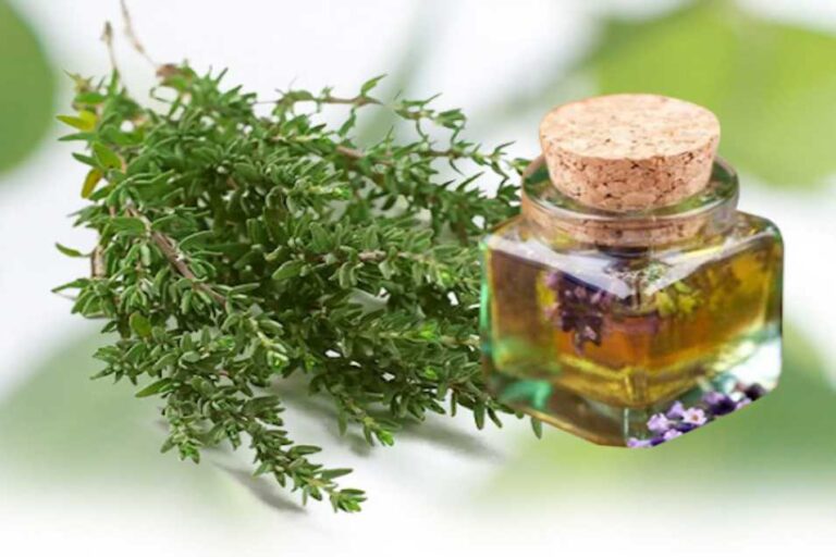 kekik yağı faydaları ve nasıl kullanılır?