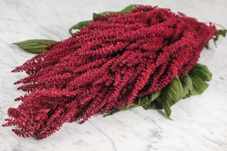 amarant tohumu faydaları nelerdir, nasıl tüketilir?