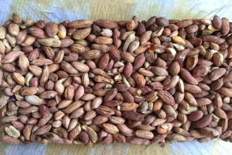 yabani dağ fıstığı abid i̇çi faydaları