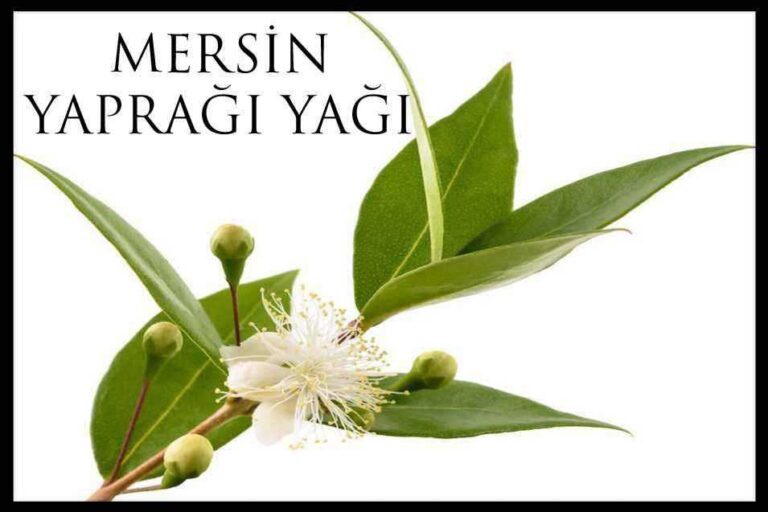 mersin yağı faydaları nelerdir, nasıl kullanılır?