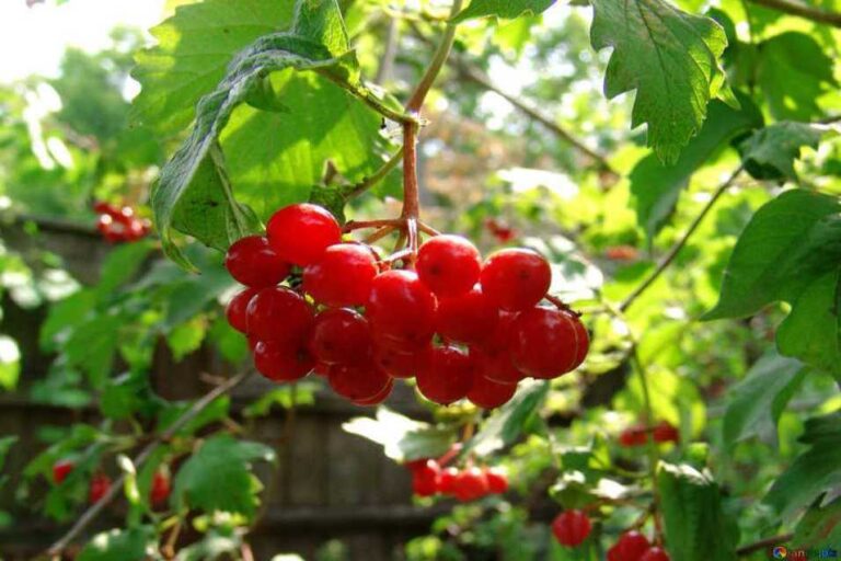 gilaburu meyvesi ve gilaburu suyunun 10 faydası