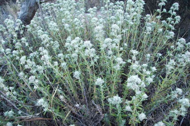 bodur mahmut otu çayı ve 10 faydası