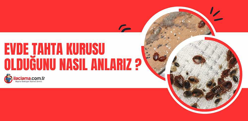 Evdeki Tahta Kurusu Nasıl Yok Edilir? İşte Yapılacaklar!