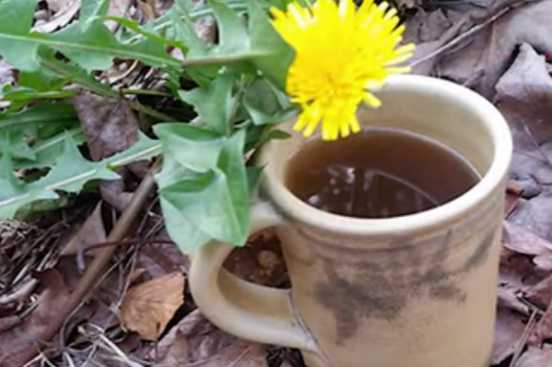 Hindiba Kahvesi Zararları