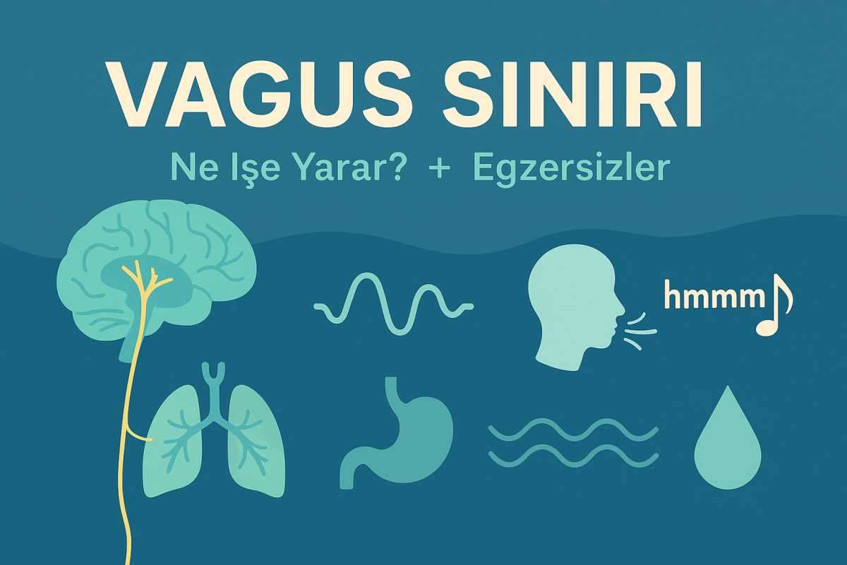Vagus Siniri Ne İşe Yarar?