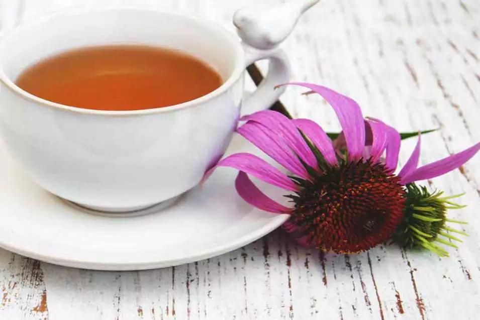 Ekinezya Çayı Nasıl Yapılır? Tarifi ve Tüketimi