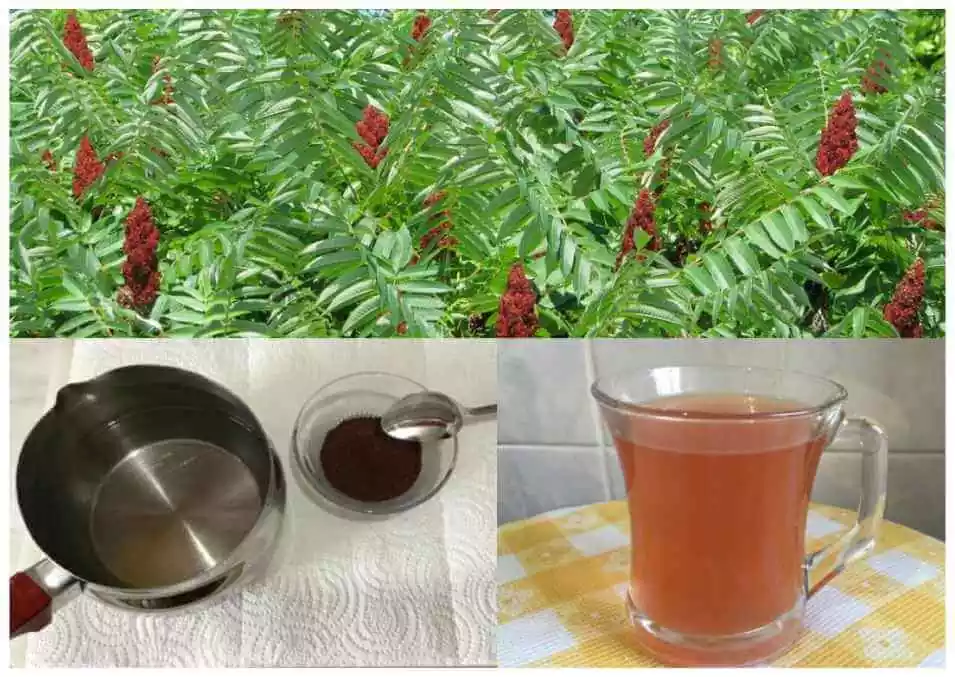 sumak çayı nasıl yapılır tarifi ve 10 faydası