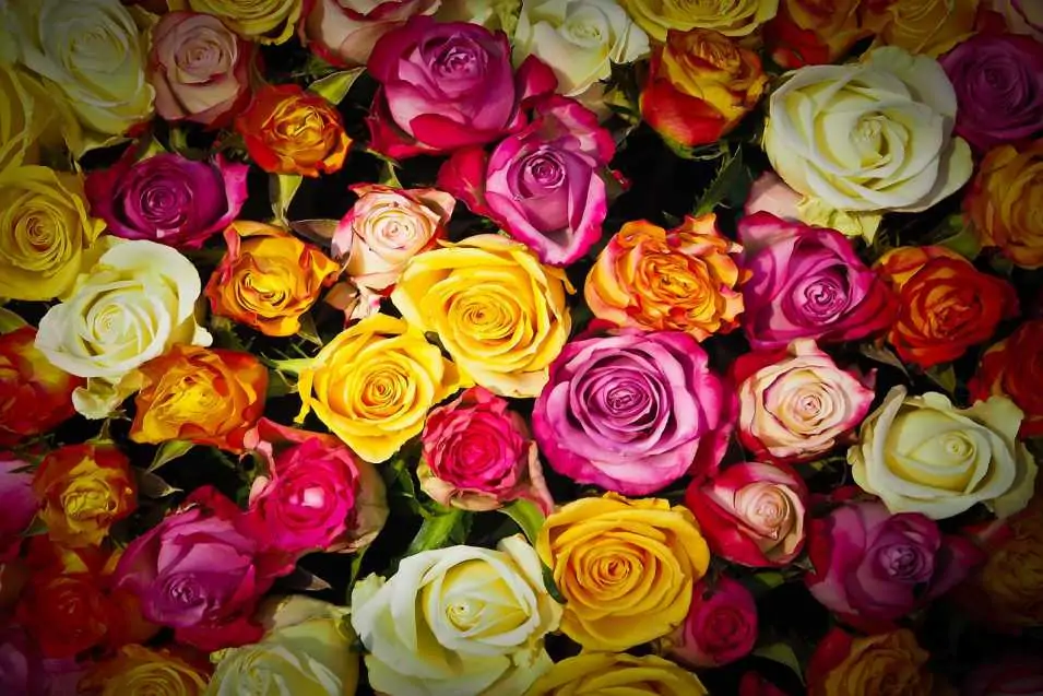 Renklerin Gücü: Çiçeklerle Duygularınızı İfade Edin
