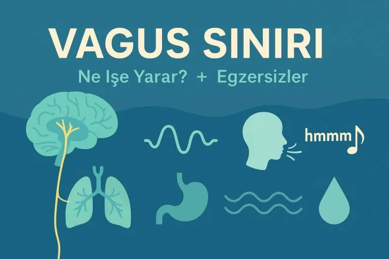 vagus siniri ne i̇şe yarar?